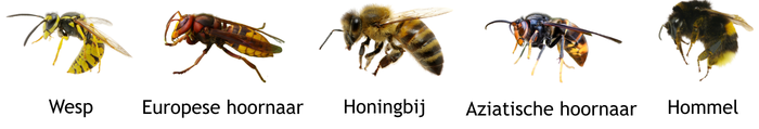 Hier zie je een afbeelding van een west, een Europese hoornaar, een honingbij, een Aziatische hoornaar en een hommel