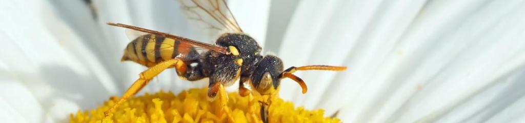 Melden van hinderlijke nesten van wespen en Aziatische hoornaars