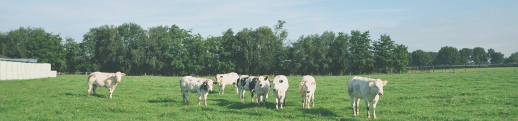 Leefomgeving en milieu