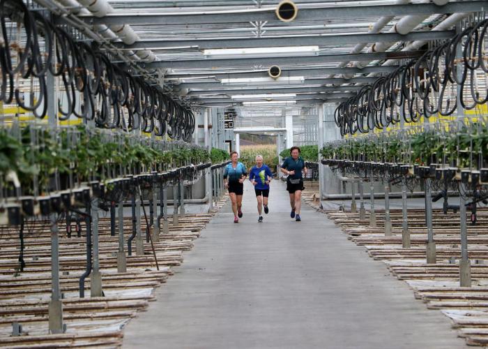 lopers die door een serre lopen tijdens editie 2024