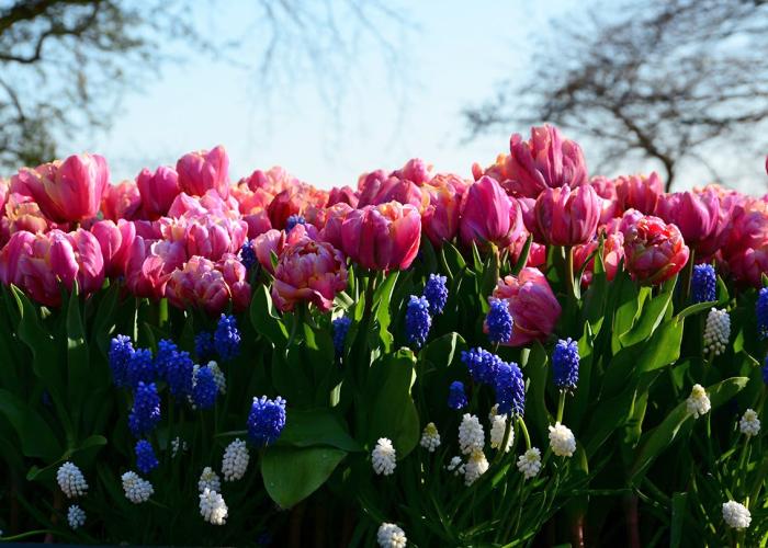 Bloemschikken: kerststuk © 49pauly