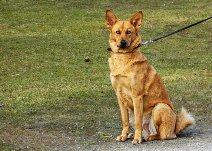 Jouw hond, jouw verantwoordelijkheid