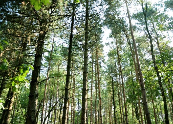 Houd rekening met deze afspraken in het Gemeentebos