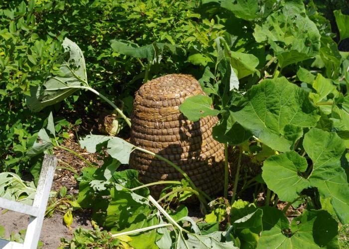 LEADER zoekt vernieuwende ideeën voor het platteland