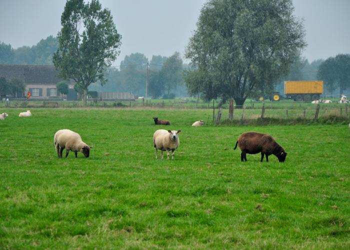 LEADER zoekt vernieuwende ideeën voor het platteland