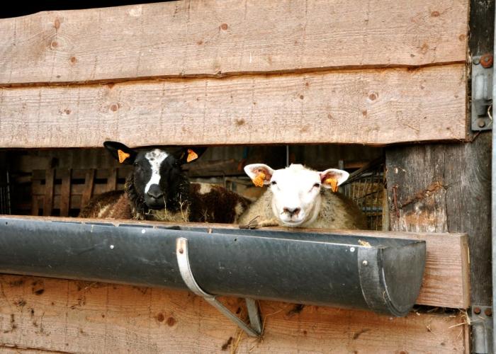 LEADER zoekt vernieuwende ideeën voor het platteland