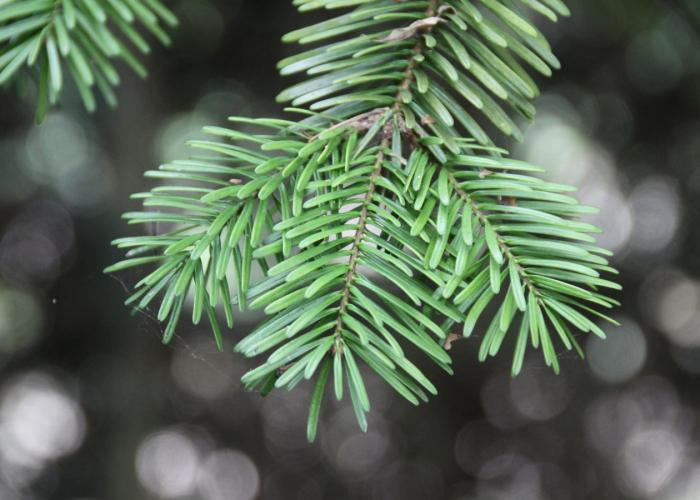 Ophaling kerstbomen op 8 januari 2025